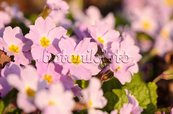 554052 - Comon primrose (Primula vulgaris subsp. sibthorpii)