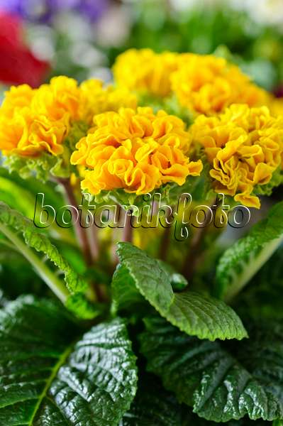 483078 - Comon primrose (Primula vulgaris 'Suzette' syn. Primula acaulis 'Suzette')