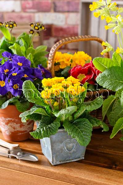 483083 - Comon primrose (Primula vulgaris 'Suzette' syn. Primula acaulis 'Suzette')