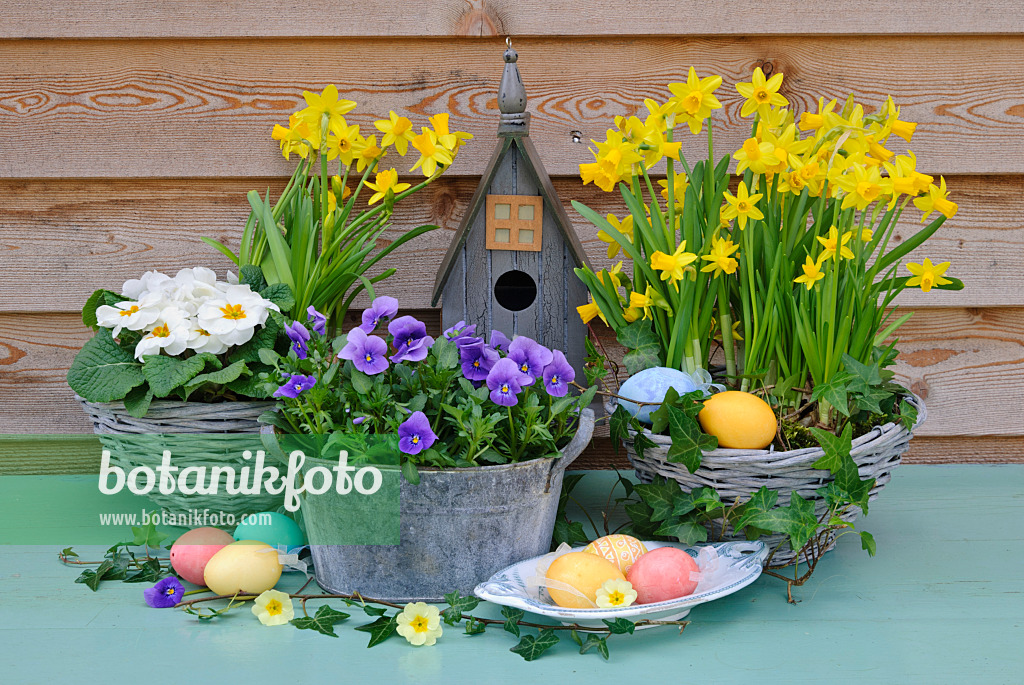 479056 - Comon primroses (Primula vulgaris syn. Primula acaulis), daffodils (Narcissus) and horned pansies (Viola cornuta) with bird table