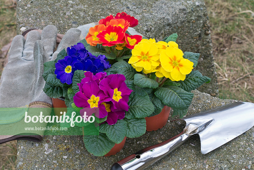 554014 - Comon primroses (Primula vulgaris syn. Primula acaulis) with work gloves and shovel