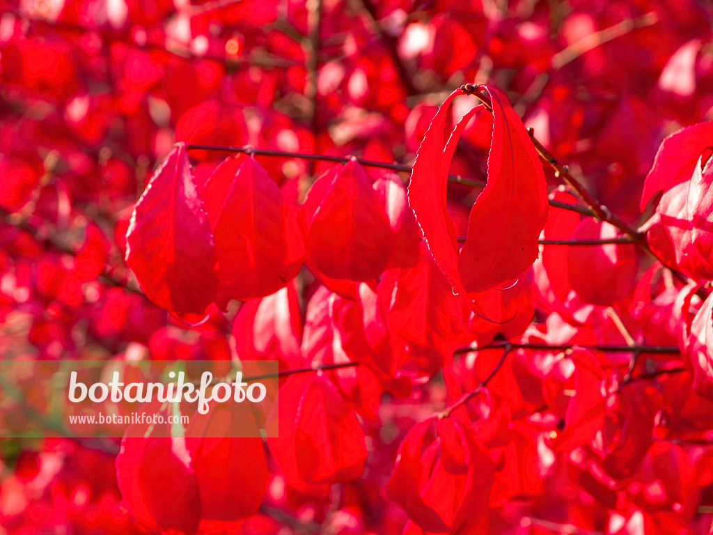 465191 - Compact burning bush (Euonymus alatus 'Compactus')