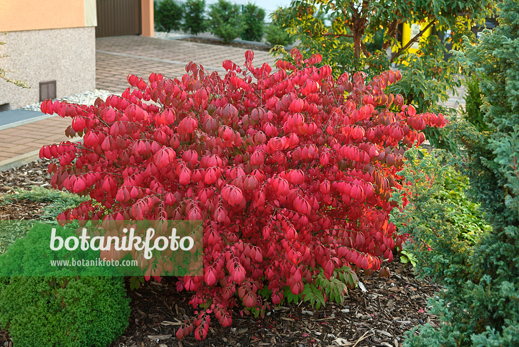 517174 - Compact burning bush (Euonymus alatus 'Compactus')