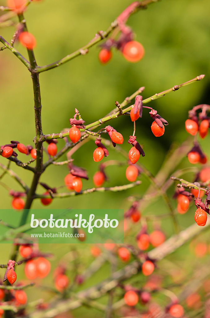 525285 - Compact burning bush (Euonymus alatus 'Compactus')