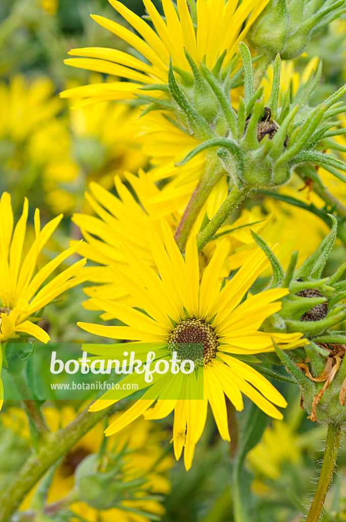 475009 - Compass plant (Silphium laciniatum)