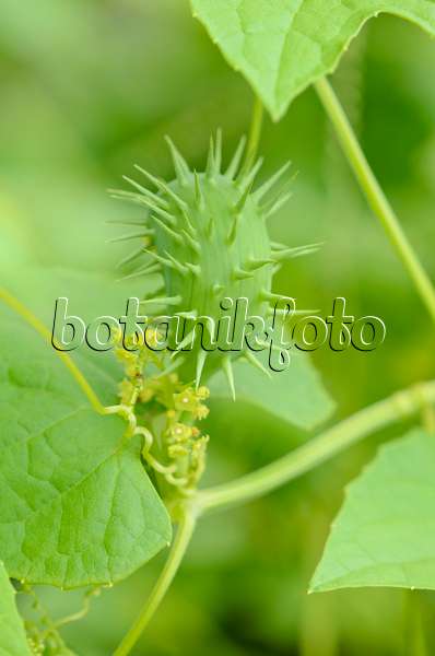 524099 - Concombre des pauvres (Cyclanthera brachystachya)