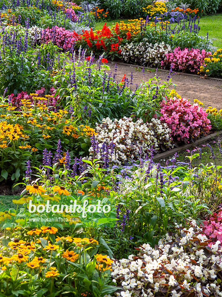 428339 - Cone flowers (Rudbeckia), sages (Salvia) and begonias (Begonia)