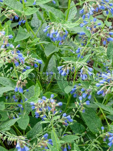 437349 - Consoude à fleurs bleues (Symphytum azureum)