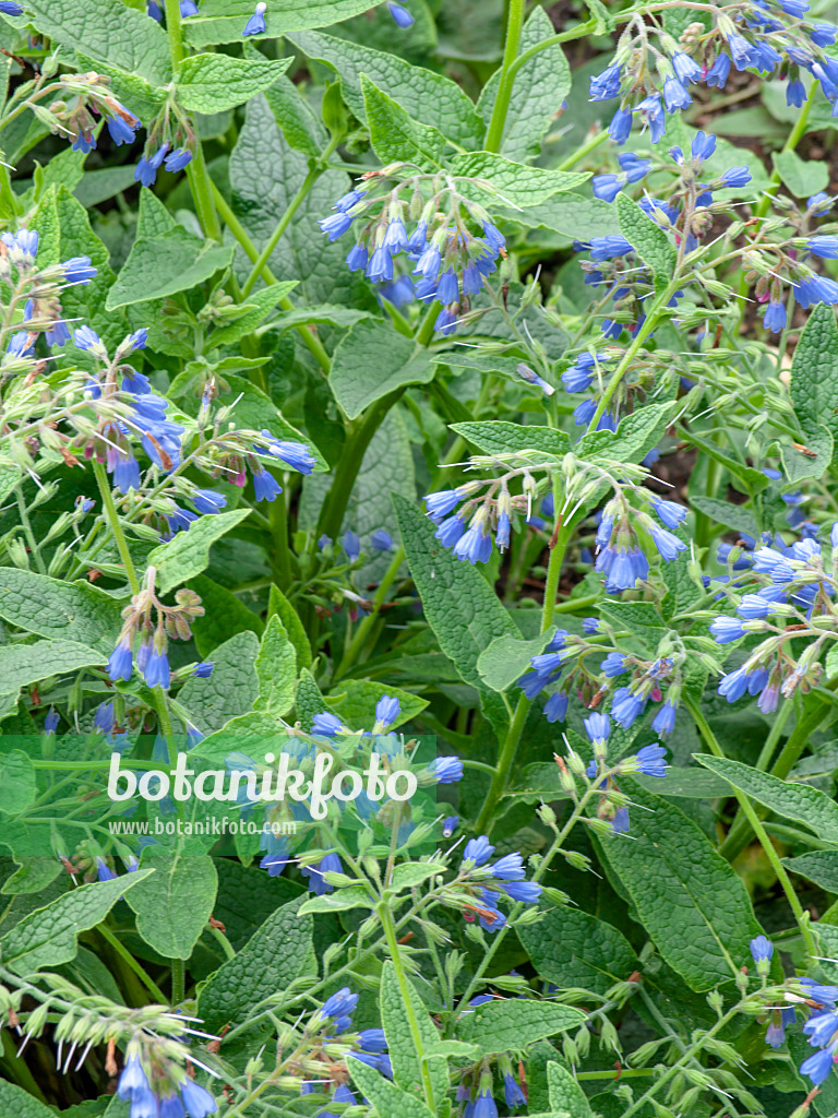 437349 - Consoude à fleurs bleues (Symphytum azureum)