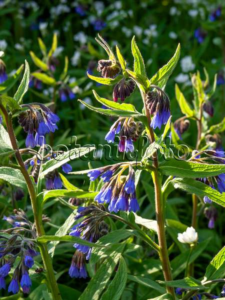 459065 - Consoude à fleurs bleues (Symphytum azureum)