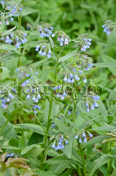 507188 - Consoude à fleurs bleues (Symphytum azureum)