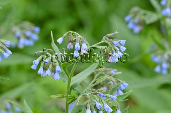 507189 - Consoude à fleurs bleues (Symphytum azureum)