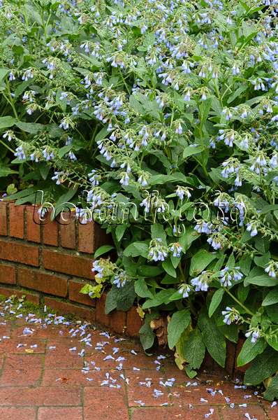 508137 - Consoude à fleurs bleues (Symphytum azureum)