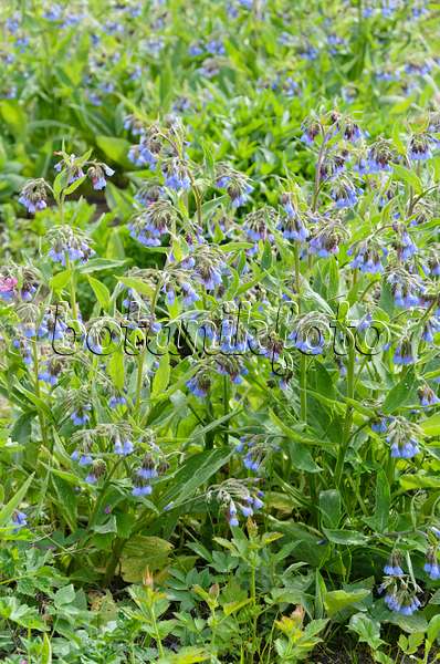 544039 - Consoude à fleurs bleues (Symphytum azureum)