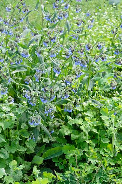 544043 - Consoude à fleurs bleues (Symphytum azureum)