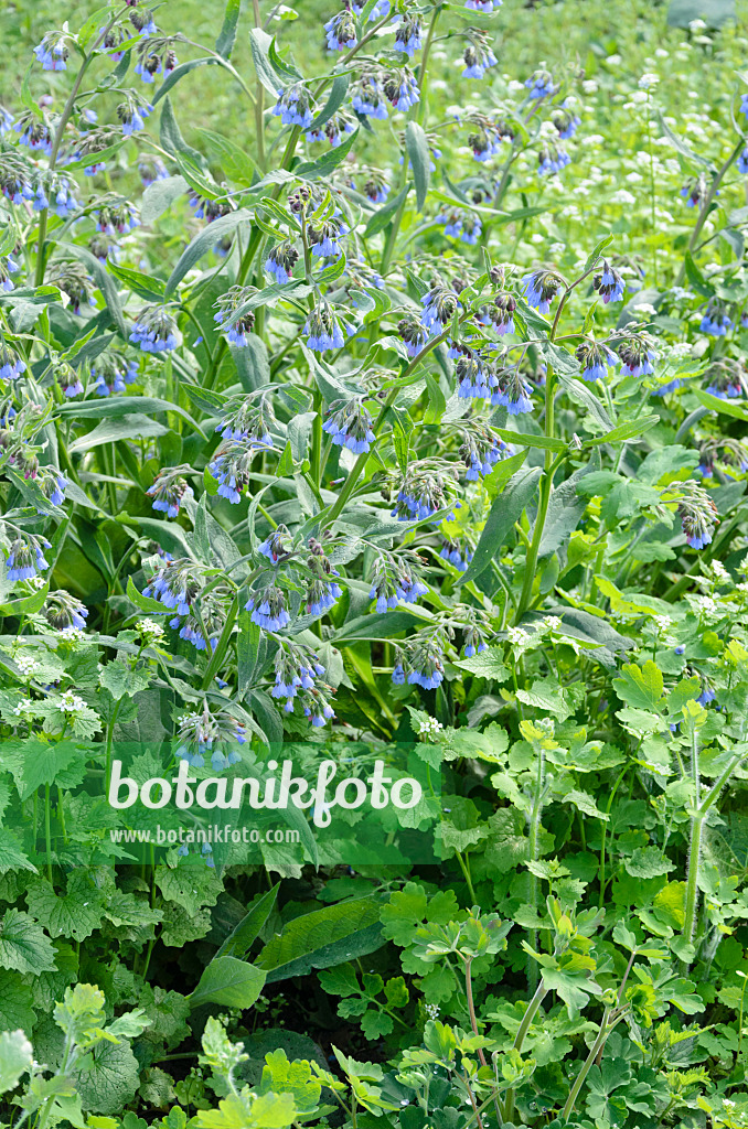 544043 - Consoude à fleurs bleues (Symphytum azureum)