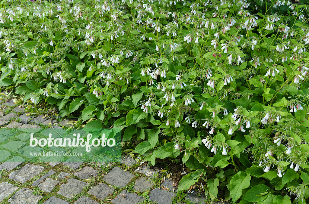 496137 - Consoude à grandes fleurs (Symphytum grandiflorum)