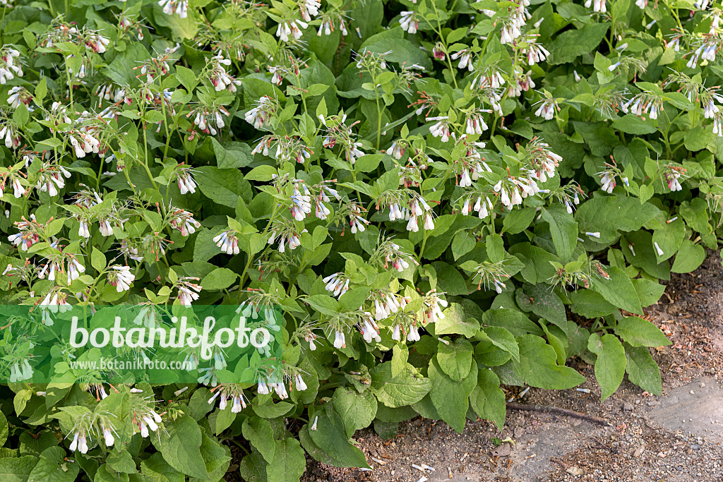 638356 - Consoude à grandes fleurs (Symphytum grandiflorum)