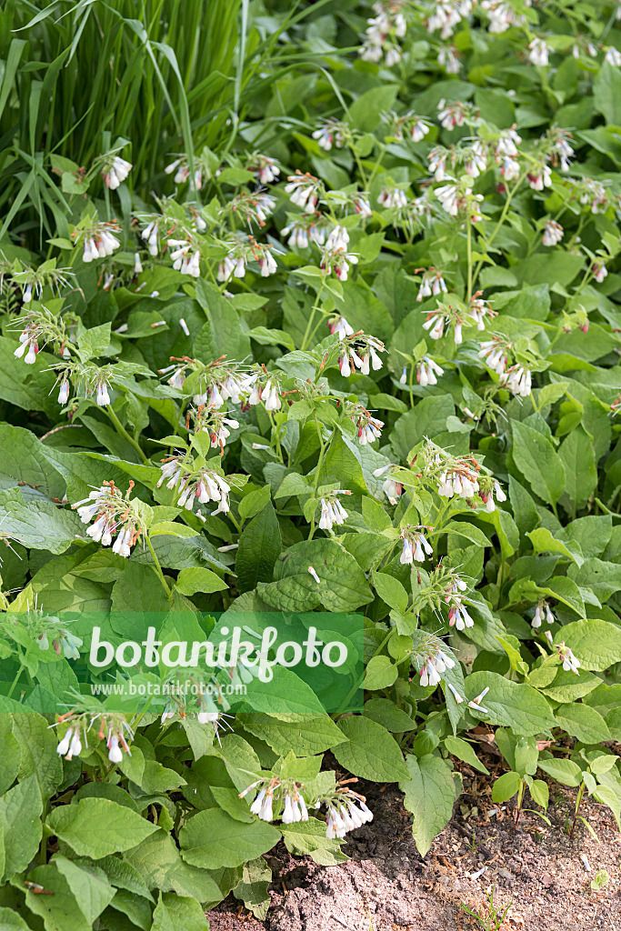 638357 - Consoude à grandes fleurs (Symphytum grandiflorum)