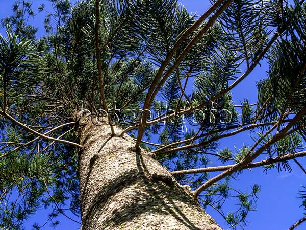 434383 - Cook's pine (Araucaria columnaris)