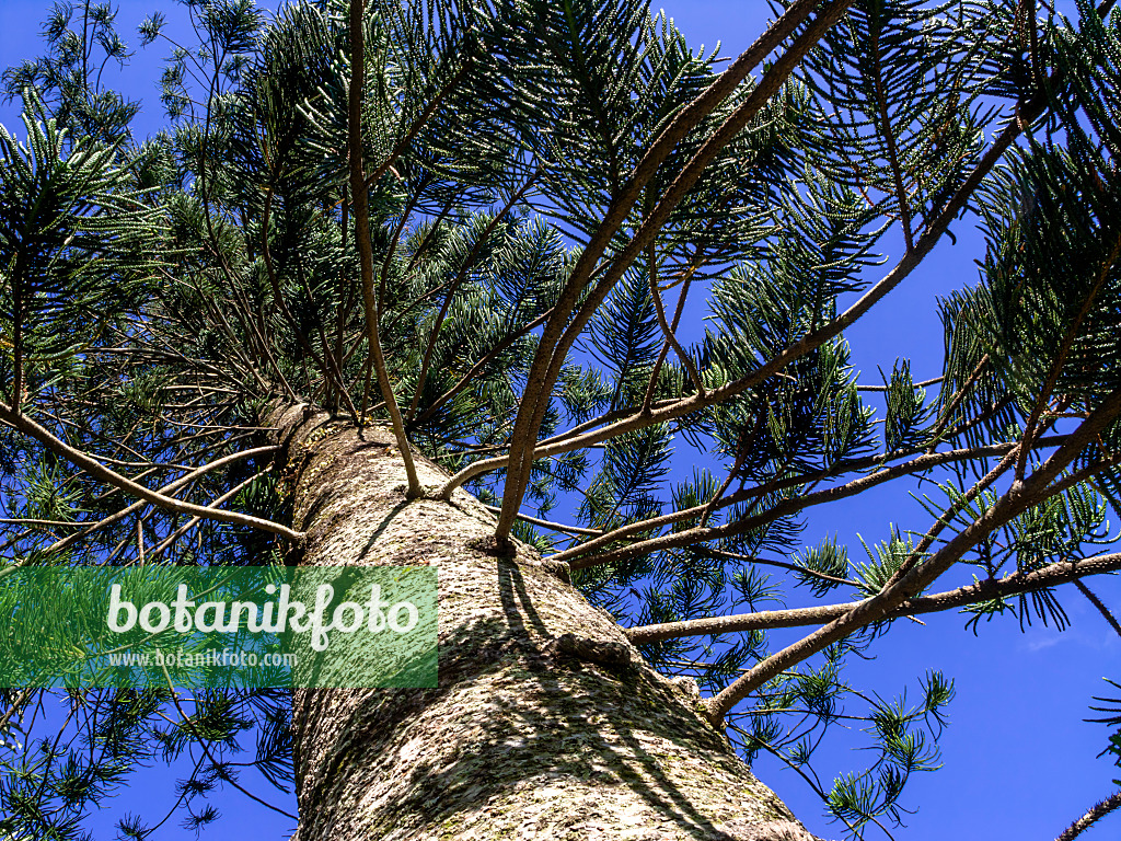 434383 - Cook's pine (Araucaria columnaris)