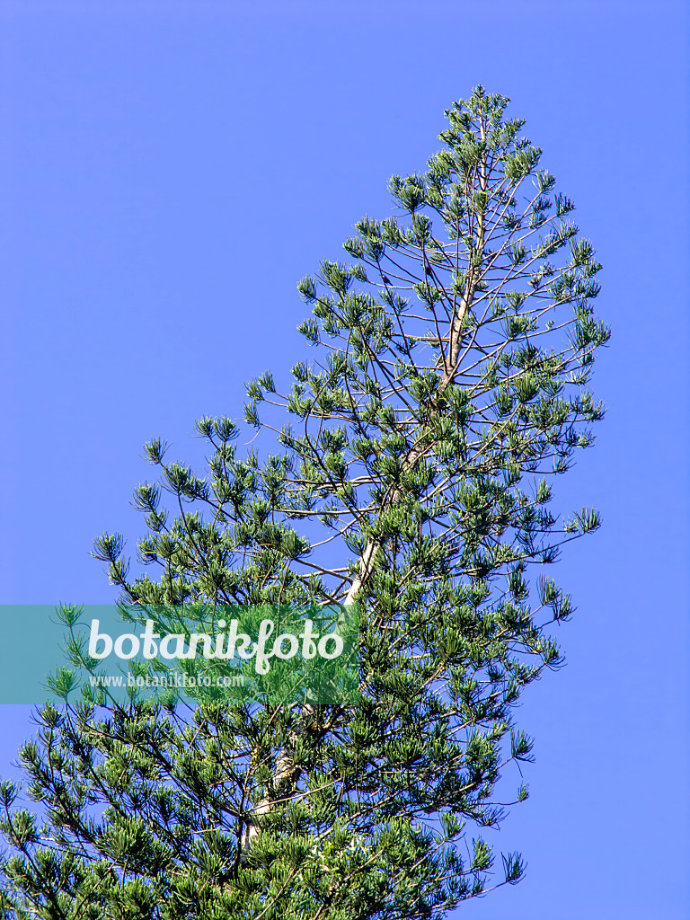 434384 - Cook's pine (Araucaria columnaris)