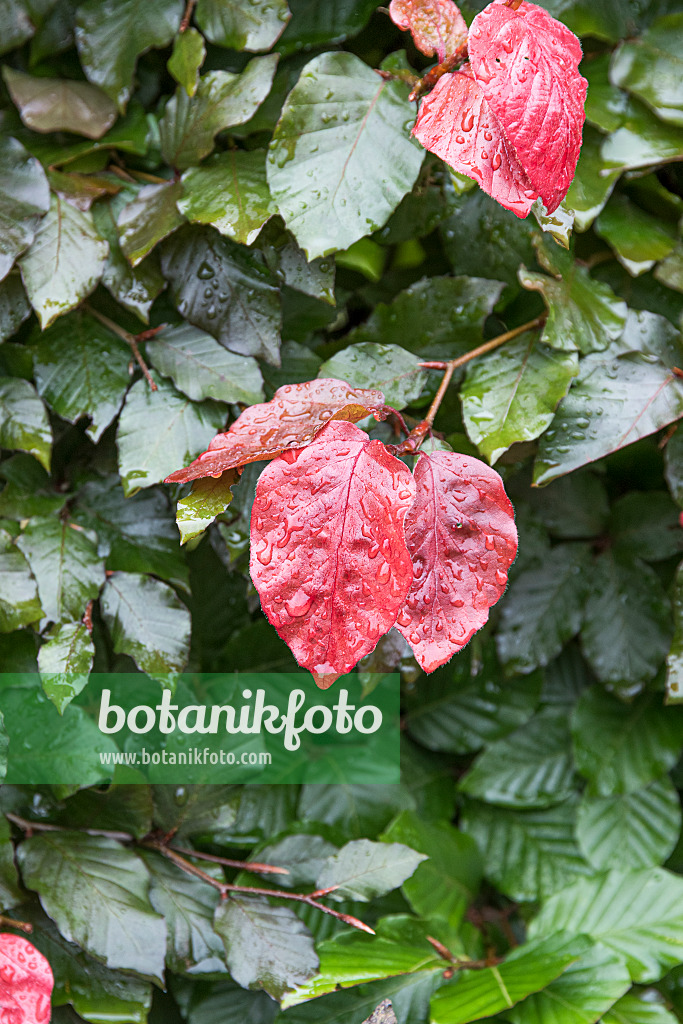 625215 - Copper beech (Fagus sylvatica 'Atropurpurea')