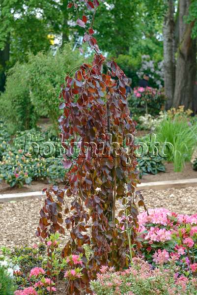 558102 - Copper beech (Fagus sylvatica 'Purple Fountain')