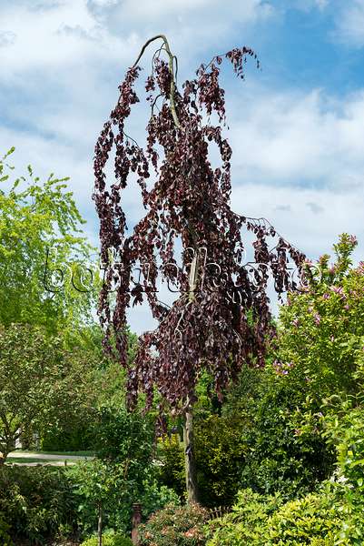 651263 - Copper beech (Fagus sylvatica 'Purple Fountain')