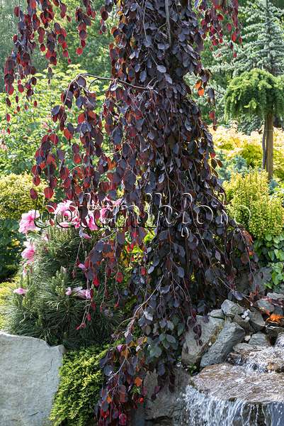 651264 - Copper beech (Fagus sylvatica 'Purple Fountain')