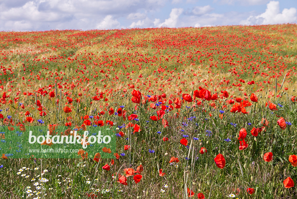 610031 - Coquelicot (Papaver rhoeas)