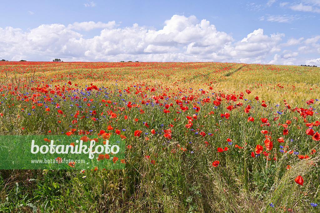 610032 - Coquelicot (Papaver rhoeas)