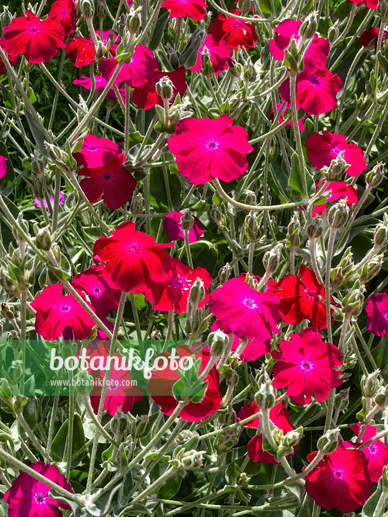 414162 - Coquelourde des jardins (Lychnis coronaria syn. Silene coronaria)