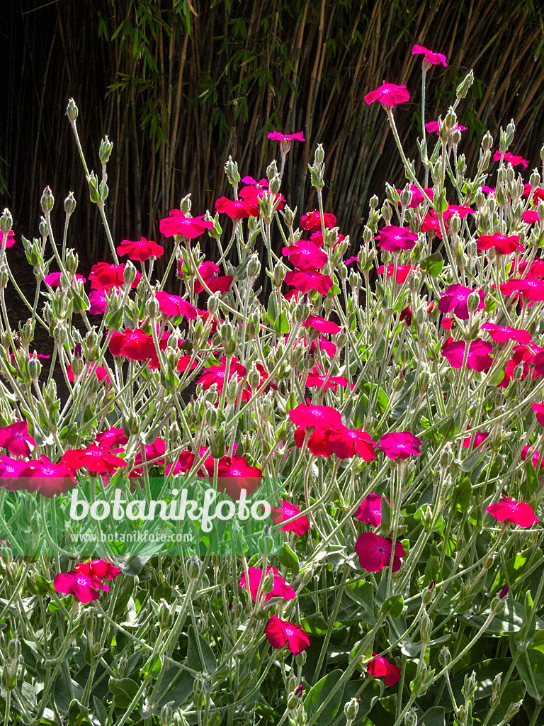 414163 - Coquelourde des jardins (Lychnis coronaria syn. Silene coronaria)