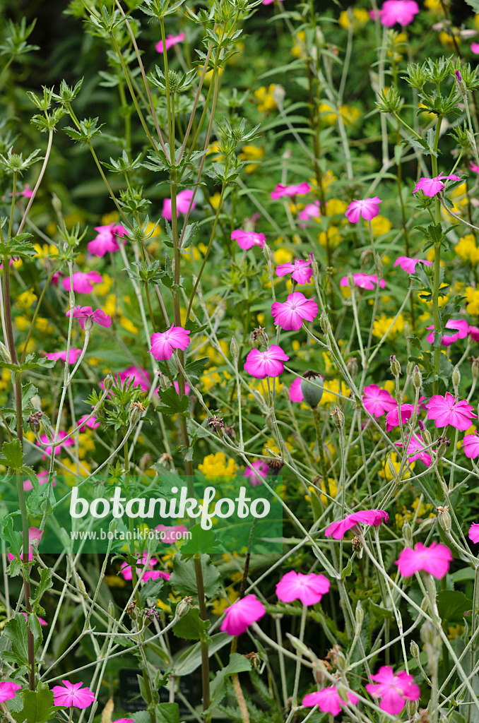 521329 - Coquelourde des jardins (Lychnis coronaria syn. Silene coronaria)