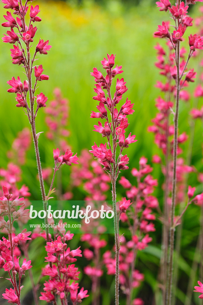 472239 - Coral bells (Heuchera sanguinea)