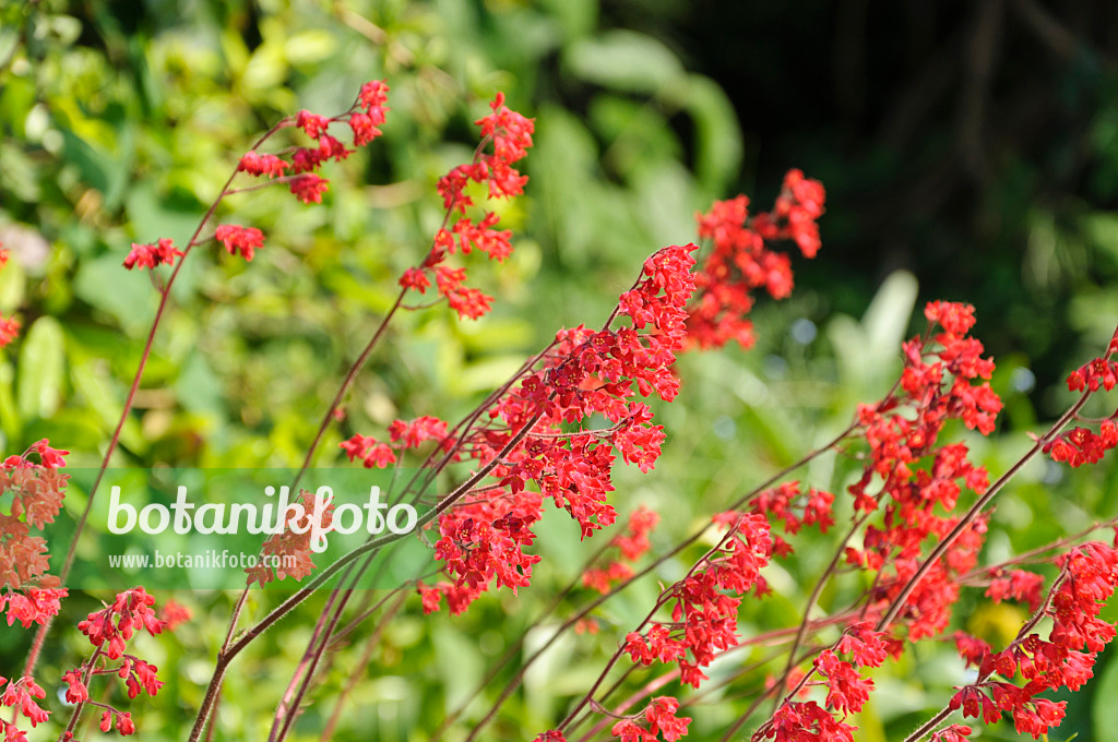 485011 - Coral bells (Heuchera sanguinea)