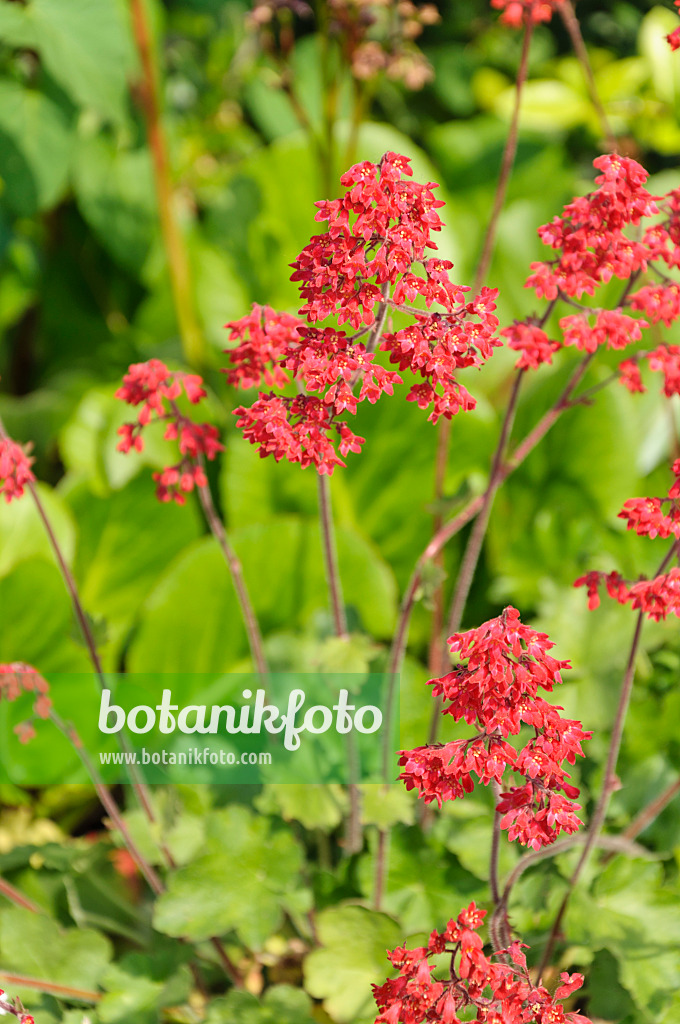 485012 - Coral bells (Heuchera sanguinea)