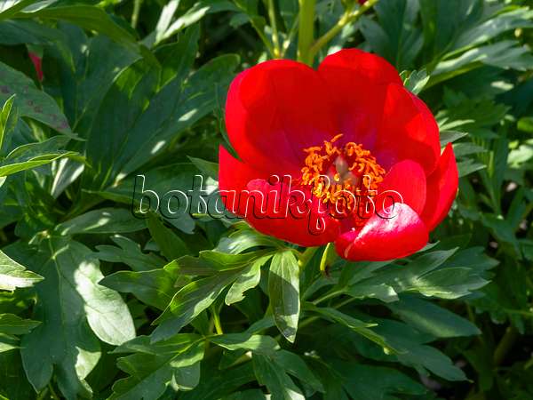 438155 - Coral peony (Paeonia mascula subsp. russoi)