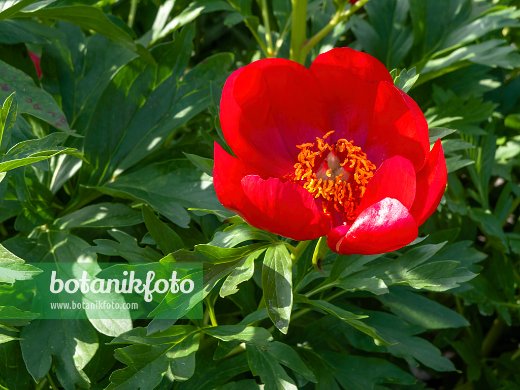 438155 - Coral peony (Paeonia mascula subsp. russoi)