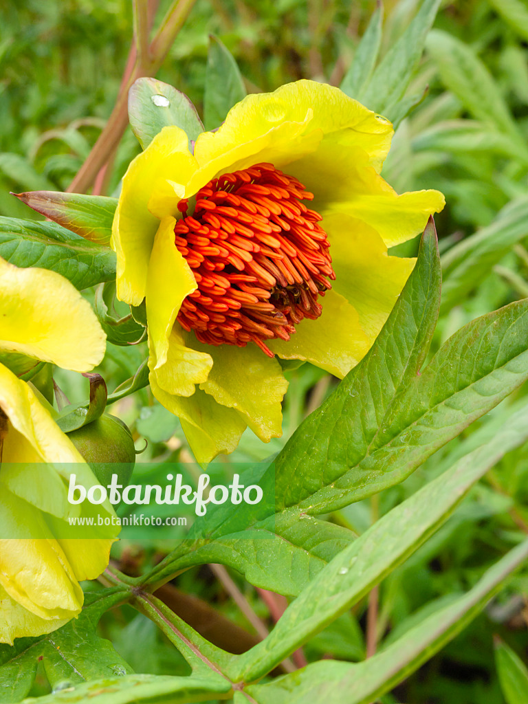 401159 - Coral peony (Paeonia mascula subsp. triternata)