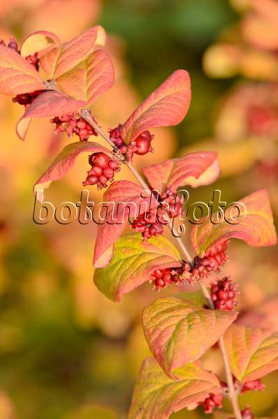 525194 - Coralberry (Symphoricarpos orbiculatus)