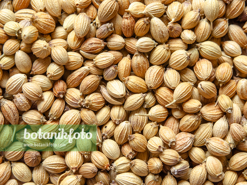 436117 - Coriander (Coriandrum sativum)