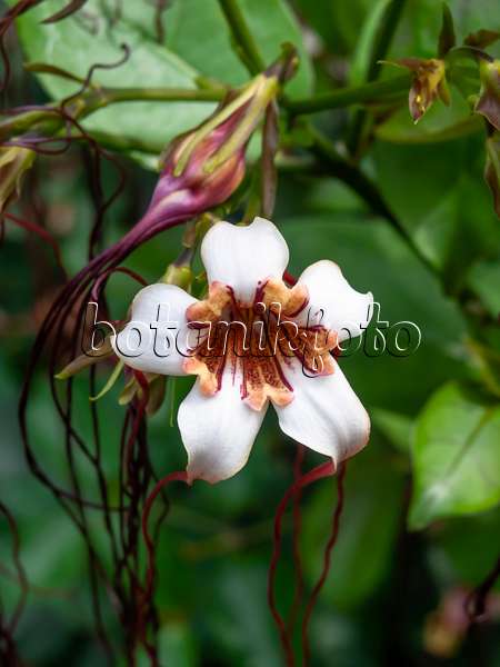 454136 - Corkscrew flower (Strophanthus preussii)
