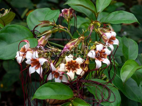 454137 - Corkscrew flower (Strophanthus preussii)