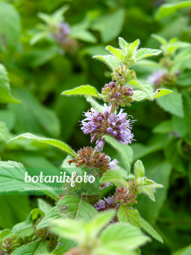 462176 - Corn mint (Mentha arvensis)