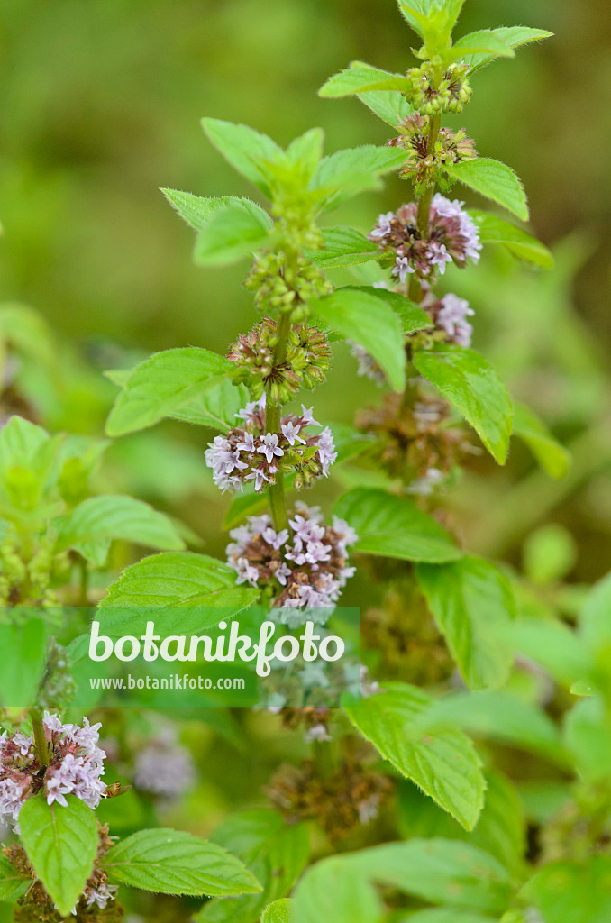 534368 - Corn mint (Mentha arvensis)