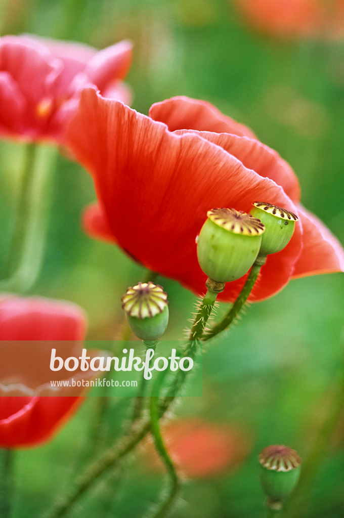 428289 - Corn poppy (Papaver rhoeas)