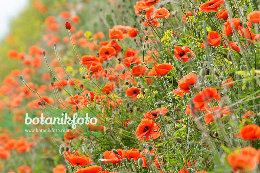 485071 - Corn poppy (Papaver rhoeas)