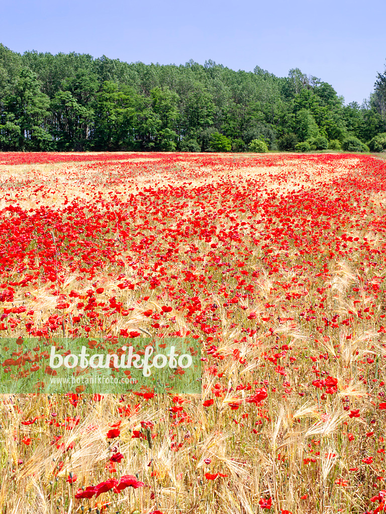 486240 - Corn poppy (Papaver rhoeas) and barley (Hordeum vulgare)